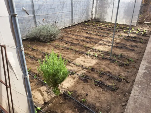 CEIP LA ROSA-CAMINO VIEJO