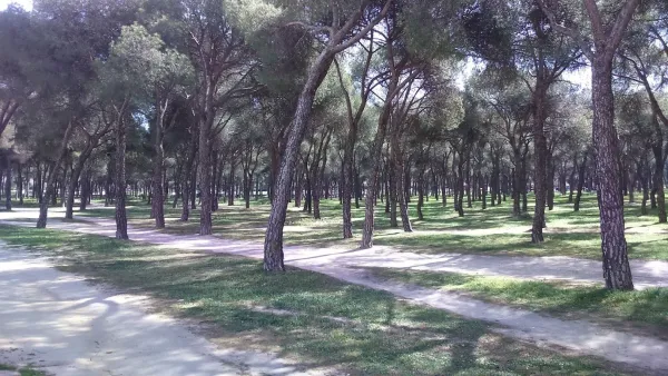 Pinar De San Jose